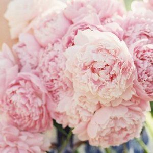 Meet your Posher, Connie